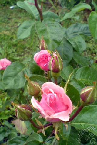 A mobile wallpaper and MMS picture for Apple iPhone 7s, 6s, 5s, 4s, Plus, iPods, iPads, New iPads, Samsung Galaxy S Series and Notes, Sony Ericsson Xperia, LG Mobile Phones, Tablets and Devices: Pink rose photo.
