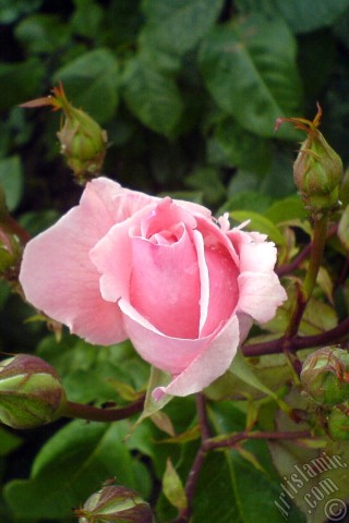 A mobile wallpaper and MMS picture for Apple iPhone 7s, 6s, 5s, 4s, Plus, iPods, iPads, New iPads, Samsung Galaxy S Series and Notes, Sony Ericsson Xperia, LG Mobile Phones, Tablets and Devices: Pink rose photo.
