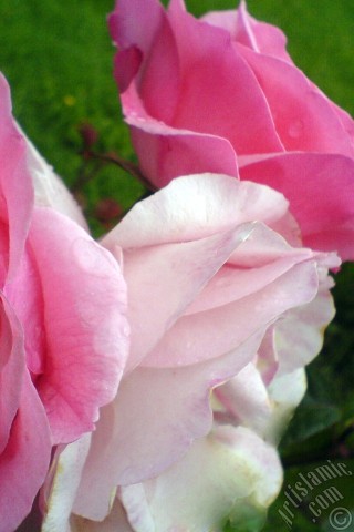 A mobile wallpaper and MMS picture for Apple iPhone 7s, 6s, 5s, 4s, Plus, iPods, iPads, New iPads, Samsung Galaxy S Series and Notes, Sony Ericsson Xperia, LG Mobile Phones, Tablets and Devices: Pink rose photo.
