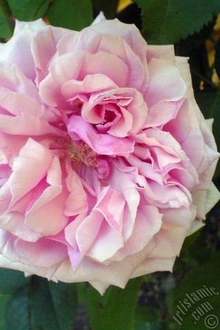 A mobile wallpaper and MMS picture for Apple iPhone 7s, 6s, 5s, 4s, Plus, iPods, iPads, New iPads, Samsung Galaxy S Series and Notes, Sony Ericsson Xperia, LG Mobile Phones, Tablets and Devices: Pink rose photo.
