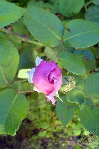 A mobile wallpaper and MMS picture for Apple iPhone 7s, 6s, 5s, 4s, Plus, iPods, iPads, New iPads, Samsung Galaxy S Series and Notes, Sony Ericsson Xperia, LG Mobile Phones, Tablets and Devices: Pink rose photo.
