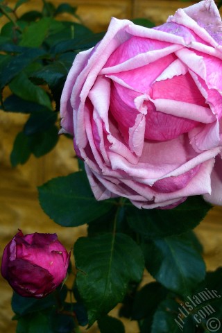 A mobile wallpaper and MMS picture for Apple iPhone 7s, 6s, 5s, 4s, Plus, iPods, iPads, New iPads, Samsung Galaxy S Series and Notes, Sony Ericsson Xperia, LG Mobile Phones, Tablets and Devices: Pink rose photo.
