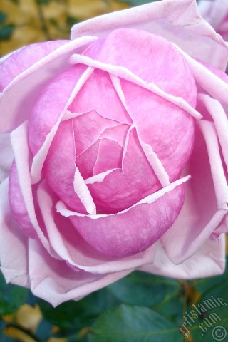 A mobile wallpaper and MMS picture for Apple iPhone 7s, 6s, 5s, 4s, Plus, iPods, iPads, New iPads, Samsung Galaxy S Series and Notes, Sony Ericsson Xperia, LG Mobile Phones, Tablets and Devices: Pink rose photo.
