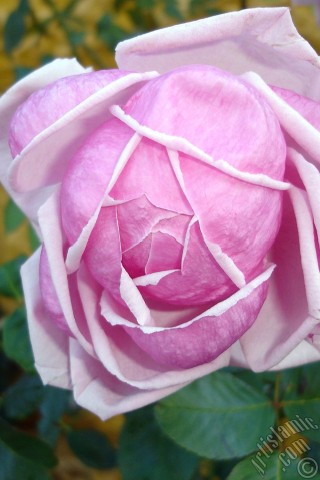 A mobile wallpaper and MMS picture for Apple iPhone 7s, 6s, 5s, 4s, Plus, iPods, iPads, New iPads, Samsung Galaxy S Series and Notes, Sony Ericsson Xperia, LG Mobile Phones, Tablets and Devices: Pink rose photo.
