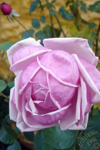 A mobile wallpaper and MMS picture for Apple iPhone 7s, 6s, 5s, 4s, Plus, iPods, iPads, New iPads, Samsung Galaxy S Series and Notes, Sony Ericsson Xperia, LG Mobile Phones, Tablets and Devices: Pink rose photo.
