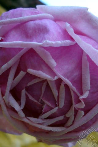 A mobile wallpaper and MMS picture for Apple iPhone 7s, 6s, 5s, 4s, Plus, iPods, iPads, New iPads, Samsung Galaxy S Series and Notes, Sony Ericsson Xperia, LG Mobile Phones, Tablets and Devices: Pink rose photo.
