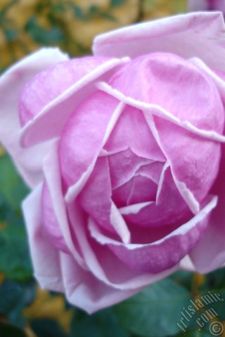 A mobile wallpaper and MMS picture for Apple iPhone 7s, 6s, 5s, 4s, Plus, iPods, iPads, New iPads, Samsung Galaxy S Series and Notes, Sony Ericsson Xperia, LG Mobile Phones, Tablets and Devices: Pink rose photo.
