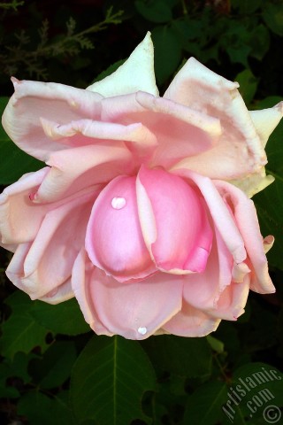 A mobile wallpaper and MMS picture for Apple iPhone 7s, 6s, 5s, 4s, Plus, iPods, iPads, New iPads, Samsung Galaxy S Series and Notes, Sony Ericsson Xperia, LG Mobile Phones, Tablets and Devices: Pink rose photo.
