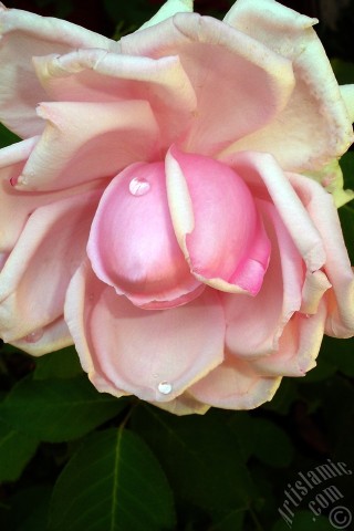 A mobile wallpaper and MMS picture for Apple iPhone 7s, 6s, 5s, 4s, Plus, iPods, iPads, New iPads, Samsung Galaxy S Series and Notes, Sony Ericsson Xperia, LG Mobile Phones, Tablets and Devices: Pink rose photo.
