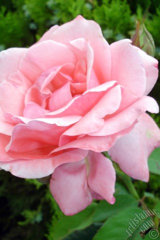 A mobile wallpaper and MMS picture for Apple iPhone 7s, 6s, 5s, 4s, Plus, iPods, iPads, New iPads, Samsung Galaxy S Series and Notes, Sony Ericsson Xperia, LG Mobile Phones, Tablets and Devices: Pink rose photo.
