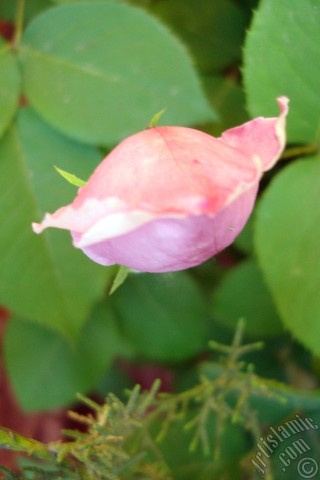 A mobile wallpaper and MMS picture for Apple iPhone 7s, 6s, 5s, 4s, Plus, iPods, iPads, New iPads, Samsung Galaxy S Series and Notes, Sony Ericsson Xperia, LG Mobile Phones, Tablets and Devices: Pink rose photo.
