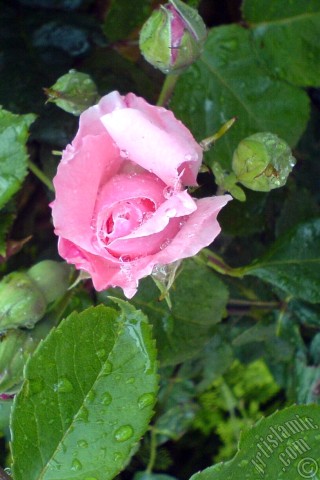 A mobile wallpaper and MMS picture for Apple iPhone 7s, 6s, 5s, 4s, Plus, iPods, iPads, New iPads, Samsung Galaxy S Series and Notes, Sony Ericsson Xperia, LG Mobile Phones, Tablets and Devices: Pink rose photo.
