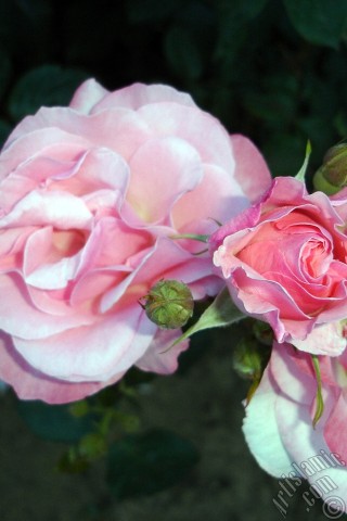 A mobile wallpaper and MMS picture for Apple iPhone 7s, 6s, 5s, 4s, Plus, iPods, iPads, New iPads, Samsung Galaxy S Series and Notes, Sony Ericsson Xperia, LG Mobile Phones, Tablets and Devices: Pink rose photo.
