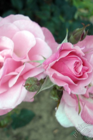 A mobile wallpaper and MMS picture for Apple iPhone 7s, 6s, 5s, 4s, Plus, iPods, iPads, New iPads, Samsung Galaxy S Series and Notes, Sony Ericsson Xperia, LG Mobile Phones, Tablets and Devices: Pink rose photo.
