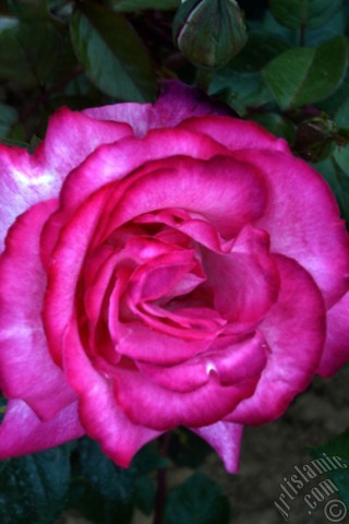 A mobile wallpaper and MMS picture for Apple iPhone 7s, 6s, 5s, 4s, Plus, iPods, iPads, New iPads, Samsung Galaxy S Series and Notes, Sony Ericsson Xperia, LG Mobile Phones, Tablets and Devices: Pink rose photo.
