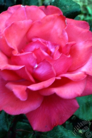 A mobile wallpaper and MMS picture for Apple iPhone 7s, 6s, 5s, 4s, Plus, iPods, iPads, New iPads, Samsung Galaxy S Series and Notes, Sony Ericsson Xperia, LG Mobile Phones, Tablets and Devices: Pink rose photo.
