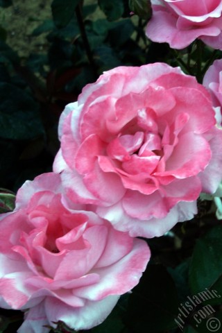 A mobile wallpaper and MMS picture for Apple iPhone 7s, 6s, 5s, 4s, Plus, iPods, iPads, New iPads, Samsung Galaxy S Series and Notes, Sony Ericsson Xperia, LG Mobile Phones, Tablets and Devices: Pink rose photo.
