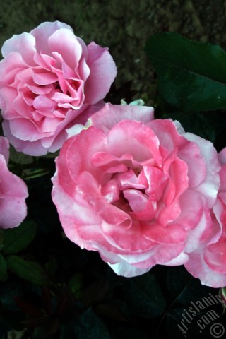 A mobile wallpaper and MMS picture for Apple iPhone 7s, 6s, 5s, 4s, Plus, iPods, iPads, New iPads, Samsung Galaxy S Series and Notes, Sony Ericsson Xperia, LG Mobile Phones, Tablets and Devices: Pink rose photo.
