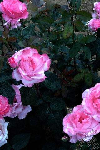 A mobile wallpaper and MMS picture for Apple iPhone 7s, 6s, 5s, 4s, Plus, iPods, iPads, New iPads, Samsung Galaxy S Series and Notes, Sony Ericsson Xperia, LG Mobile Phones, Tablets and Devices: Pink rose photo.
