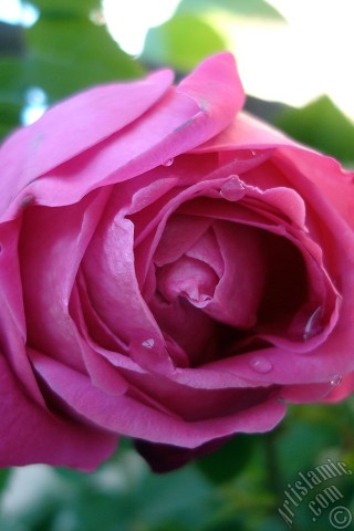 A mobile wallpaper and MMS picture for Apple iPhone 7s, 6s, 5s, 4s, Plus, iPods, iPads, New iPads, Samsung Galaxy S Series and Notes, Sony Ericsson Xperia, LG Mobile Phones, Tablets and Devices: Pink rose photo.
