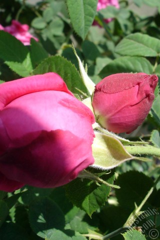 A mobile wallpaper and MMS picture for Apple iPhone 7s, 6s, 5s, 4s, Plus, iPods, iPads, New iPads, Samsung Galaxy S Series and Notes, Sony Ericsson Xperia, LG Mobile Phones, Tablets and Devices: Pink rose photo.
