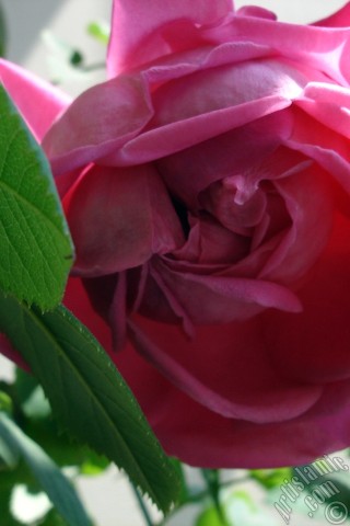 A mobile wallpaper and MMS picture for Apple iPhone 7s, 6s, 5s, 4s, Plus, iPods, iPads, New iPads, Samsung Galaxy S Series and Notes, Sony Ericsson Xperia, LG Mobile Phones, Tablets and Devices: Pink rose photo.

