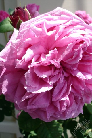 A mobile wallpaper and MMS picture for Apple iPhone 7s, 6s, 5s, 4s, Plus, iPods, iPads, New iPads, Samsung Galaxy S Series and Notes, Sony Ericsson Xperia, LG Mobile Phones, Tablets and Devices: Pink rose photo.
