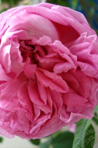 A mobile wallpaper and MMS picture for Apple iPhone 7s, 6s, 5s, 4s, Plus, iPods, iPads, New iPads, Samsung Galaxy S Series and Notes, Sony Ericsson Xperia, LG Mobile Phones, Tablets and Devices: Pink rose photo.
