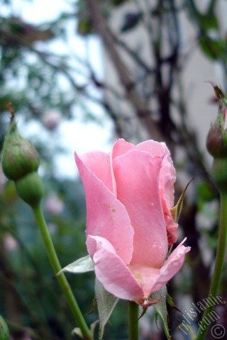 A mobile wallpaper and MMS picture for Apple iPhone 7s, 6s, 5s, 4s, Plus, iPods, iPads, New iPads, Samsung Galaxy S Series and Notes, Sony Ericsson Xperia, LG Mobile Phones, Tablets and Devices: Pink rose photo.
