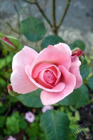 A mobile wallpaper and MMS picture for Apple iPhone 7s, 6s, 5s, 4s, Plus, iPods, iPads, New iPads, Samsung Galaxy S Series and Notes, Sony Ericsson Xperia, LG Mobile Phones, Tablets and Devices: Pink rose photo.
