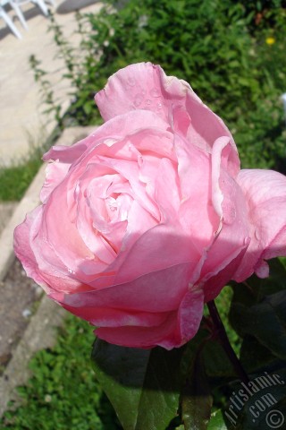 A mobile wallpaper and MMS picture for Apple iPhone 7s, 6s, 5s, 4s, Plus, iPods, iPads, New iPads, Samsung Galaxy S Series and Notes, Sony Ericsson Xperia, LG Mobile Phones, Tablets and Devices: Pink rose photo.
