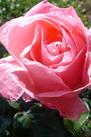 A mobile wallpaper and MMS picture for Apple iPhone 7s, 6s, 5s, 4s, Plus, iPods, iPads, New iPads, Samsung Galaxy S Series and Notes, Sony Ericsson Xperia, LG Mobile Phones, Tablets and Devices: Pink rose photo.
