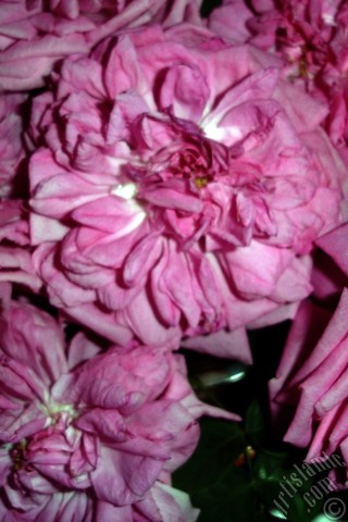 A mobile wallpaper and MMS picture for Apple iPhone 7s, 6s, 5s, 4s, Plus, iPods, iPads, New iPads, Samsung Galaxy S Series and Notes, Sony Ericsson Xperia, LG Mobile Phones, Tablets and Devices: Pink rose photo.
