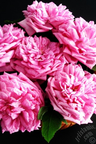 A mobile wallpaper and MMS picture for Apple iPhone 7s, 6s, 5s, 4s, Plus, iPods, iPads, New iPads, Samsung Galaxy S Series and Notes, Sony Ericsson Xperia, LG Mobile Phones, Tablets and Devices: Pink rose photo.
