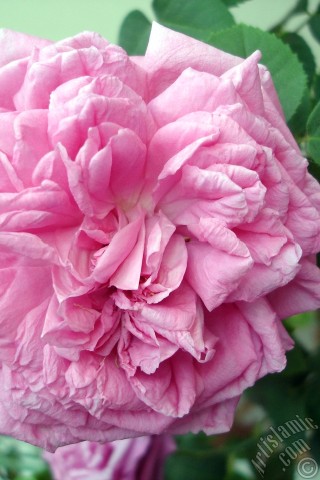 A mobile wallpaper and MMS picture for Apple iPhone 7s, 6s, 5s, 4s, Plus, iPods, iPads, New iPads, Samsung Galaxy S Series and Notes, Sony Ericsson Xperia, LG Mobile Phones, Tablets and Devices: Pink rose photo.
