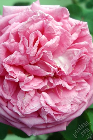 A mobile wallpaper and MMS picture for Apple iPhone 7s, 6s, 5s, 4s, Plus, iPods, iPads, New iPads, Samsung Galaxy S Series and Notes, Sony Ericsson Xperia, LG Mobile Phones, Tablets and Devices: Pink rose photo.
