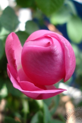 A mobile wallpaper and MMS picture for Apple iPhone 7s, 6s, 5s, 4s, Plus, iPods, iPads, New iPads, Samsung Galaxy S Series and Notes, Sony Ericsson Xperia, LG Mobile Phones, Tablets and Devices: Pink rose photo.
