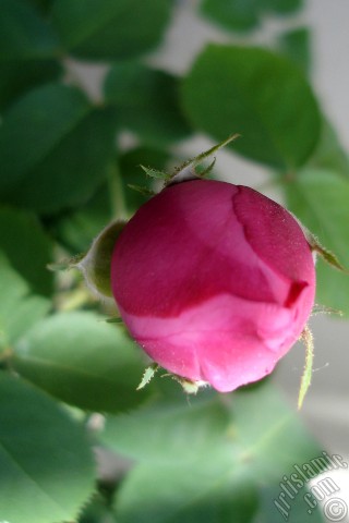 A mobile wallpaper and MMS picture for Apple iPhone 7s, 6s, 5s, 4s, Plus, iPods, iPads, New iPads, Samsung Galaxy S Series and Notes, Sony Ericsson Xperia, LG Mobile Phones, Tablets and Devices: Pink rose photo.
