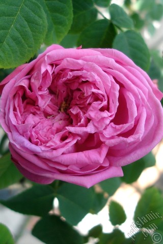 A mobile wallpaper and MMS picture for Apple iPhone 7s, 6s, 5s, 4s, Plus, iPods, iPads, New iPads, Samsung Galaxy S Series and Notes, Sony Ericsson Xperia, LG Mobile Phones, Tablets and Devices: Pink rose photo.
