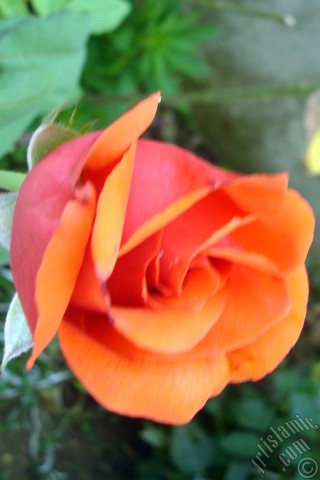 A mobile wallpaper and MMS picture for Apple iPhone 7s, 6s, 5s, 4s, Plus, iPods, iPads, New iPads, Samsung Galaxy S Series and Notes, Sony Ericsson Xperia, LG Mobile Phones, Tablets and Devices: Red rose photo.

