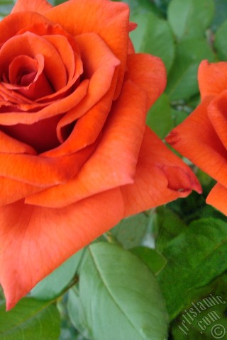 A mobile wallpaper and MMS picture for Apple iPhone 7s, 6s, 5s, 4s, Plus, iPods, iPads, New iPads, Samsung Galaxy S Series and Notes, Sony Ericsson Xperia, LG Mobile Phones, Tablets and Devices: Red rose photo.
