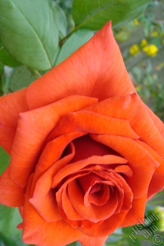 A mobile wallpaper and MMS picture for Apple iPhone 7s, 6s, 5s, 4s, Plus, iPods, iPads, New iPads, Samsung Galaxy S Series and Notes, Sony Ericsson Xperia, LG Mobile Phones, Tablets and Devices: Red rose photo.
