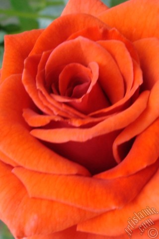 A mobile wallpaper and MMS picture for Apple iPhone 7s, 6s, 5s, 4s, Plus, iPods, iPads, New iPads, Samsung Galaxy S Series and Notes, Sony Ericsson Xperia, LG Mobile Phones, Tablets and Devices: Red rose photo.

