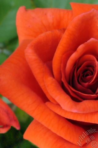 A mobile wallpaper and MMS picture for Apple iPhone 7s, 6s, 5s, 4s, Plus, iPods, iPads, New iPads, Samsung Galaxy S Series and Notes, Sony Ericsson Xperia, LG Mobile Phones, Tablets and Devices: Red rose photo.
