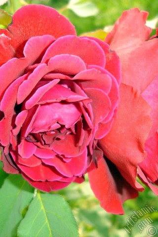 A mobile wallpaper and MMS picture for Apple iPhone 7s, 6s, 5s, 4s, Plus, iPods, iPads, New iPads, Samsung Galaxy S Series and Notes, Sony Ericsson Xperia, LG Mobile Phones, Tablets and Devices: Red rose photo.
