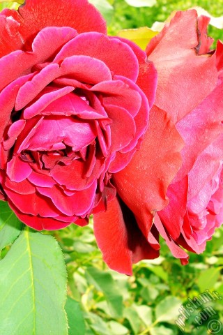 A mobile wallpaper and MMS picture for Apple iPhone 7s, 6s, 5s, 4s, Plus, iPods, iPads, New iPads, Samsung Galaxy S Series and Notes, Sony Ericsson Xperia, LG Mobile Phones, Tablets and Devices: Red rose photo.
