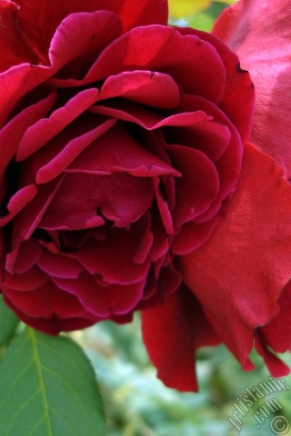 A mobile wallpaper and MMS picture for Apple iPhone 7s, 6s, 5s, 4s, Plus, iPods, iPads, New iPads, Samsung Galaxy S Series and Notes, Sony Ericsson Xperia, LG Mobile Phones, Tablets and Devices: Red rose photo.
