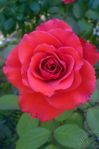 A mobile wallpaper and MMS picture for Apple iPhone 7s, 6s, 5s, 4s, Plus, iPods, iPads, New iPads, Samsung Galaxy S Series and Notes, Sony Ericsson Xperia, LG Mobile Phones, Tablets and Devices: Red rose photo.
