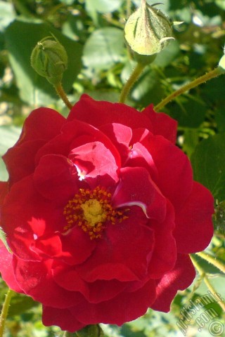 A mobile wallpaper and MMS picture for Apple iPhone 7s, 6s, 5s, 4s, Plus, iPods, iPads, New iPads, Samsung Galaxy S Series and Notes, Sony Ericsson Xperia, LG Mobile Phones, Tablets and Devices: Red rose photo.
