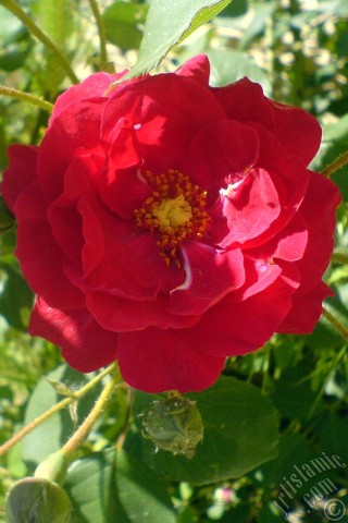 A mobile wallpaper and MMS picture for Apple iPhone 7s, 6s, 5s, 4s, Plus, iPods, iPads, New iPads, Samsung Galaxy S Series and Notes, Sony Ericsson Xperia, LG Mobile Phones, Tablets and Devices: Red rose photo.
